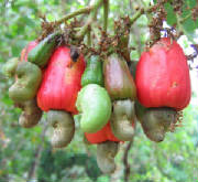 cashew-kottiyoor.jpg